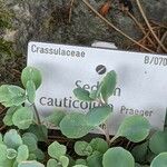 Sedum cauticola ഇല