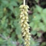 Abatia stellata Frukto