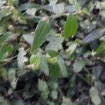 Gibasis geniculata Blad