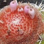 Melocactus matanzanus Ovoce