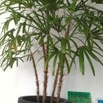 Rhapis excelsa Hostoa