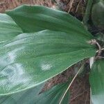 Coelogyne imbricata পাতা