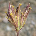 Cordylanthus rigidus Blodyn