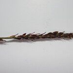 Carex esenbeckii Kukka