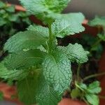 Mentha suaveolensपत्ता