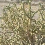 Cylindropuntia ramosissima Leaf