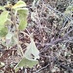 Solanum incanum Leaf