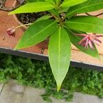 Illicium floridanum Fuelha