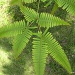 Dicranopteris linearis Jani
