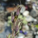 Veronica fruticans Fruit