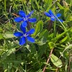 Gentiana bavarica 花