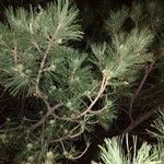 Pinus nigra Blatt