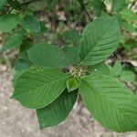 Frangula alnus Leaf