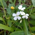 Hesperis matronalisফুল