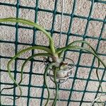 Tillandsia bulbosa Hoja