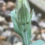 Salvia officinalis Flower