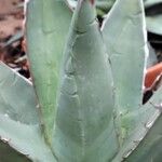 Agave ghiesbreghtii