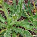 Hieracium berardianum Likasa