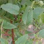 Amaranthus spinosus List