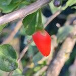 Lycium chinense Fruit