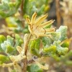 Senecio potosianus Flower