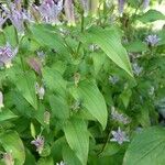 Tricyrtis macropoda Lapas