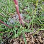 Valeriana tuberosa Lehti