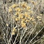 Sedum stelliforme