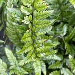 Polystichum luctuosum Leaf