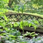 Heracleum mantegazzianum Fiore