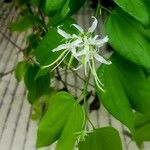 Bauhinia divaricata Flor