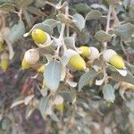 Quercus rotundifolia Fruit