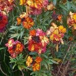 Erysimum × cheiri Habitus