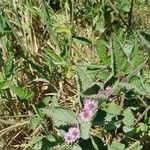 Lippia alba Foglia