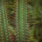 Cereus jamacaru Kůra
