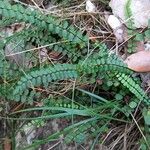 Asplenium trichomanes Συνήθη χαρακτηριστικά