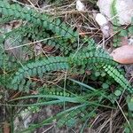 Asplenium trichomanes 整株植物