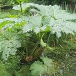 Gunnera tinctoriaLeaf