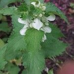 Lamium albumപുഷ്പം