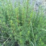 Artemisia campestris Blüte