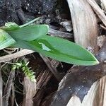 Iris pumila Blatt