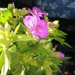 Geranium viscosissimum Blomst