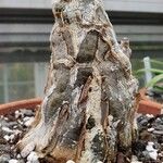 Cephalopentandra ecirrhosa Corteza