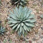 Agave macroacantha Hostoa