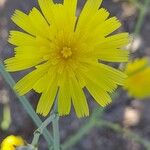 Launaea mucronata Flower