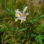 Solanum sisymbriifoliumЦветок