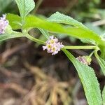 Lippia alba Fiore