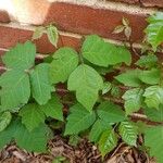 Toxicodendron radicans Листок