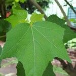 Hibiscus mutabilis Leaf