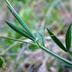 Lathyrus cicera برگ